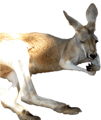 Kangaroo Png - Portable Network Graphics