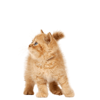 Cat Png Image Download Picture Kitten