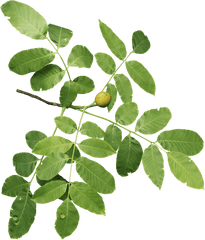 Five New - Walnut Branch Png