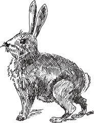 Clipart Png White Rabbit