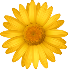 Free Yellow Daisy Png Download - Pink Daisy Clipart