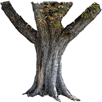 Tree Trunk Free Photo - Free PNG