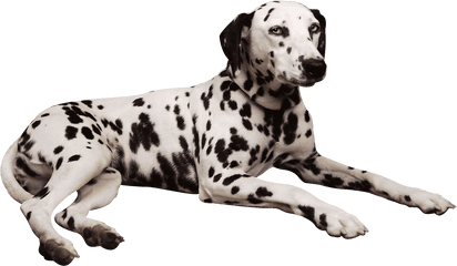 Dalmatian Dog Shar Pei Pembroke Welsh - Dalmatians Png