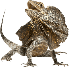 Horned Lizard Transparent Png - Frill Necked Lizard Png