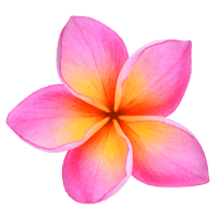 Frangipani Flower HD Image Free - Free PNG