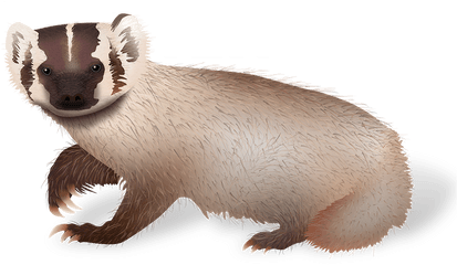 Weasel Transparent Png Image - Weasel