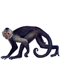 Capuchin - Capuchin Monkey Png