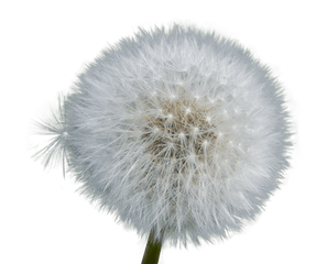 Download Dandelion Png Image With No - Flower Dandelion Transparent Background