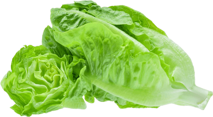 The Future Of Food Is Grow - Ityourself Romaine Lettuce Png