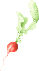 Drawing Vegetables Radish - Radish Png