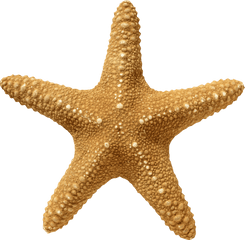 Hd Starfish Png Transparent Image - Transparent Starfish Png