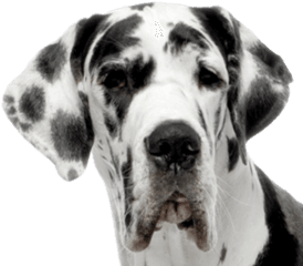 Dog Face Png - Great Dane Puppies Mn