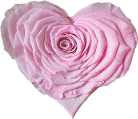 Longlife Rose Heart Light Pink - Garden Roses Png