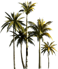 Palm Tree Png Hd Quality - Coconut Tree Transparent Background