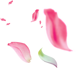 Beautiful Floating Pink Petals - Flor Caindo Png