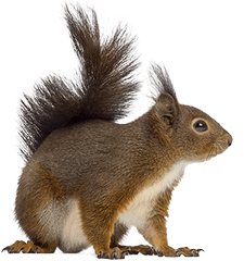 Squirrel Removal U0026 Prevention Wildlife Control Jp Pest - Drawn Squirrel Running Transparent Png