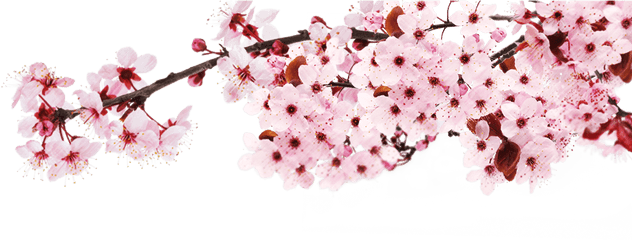 Sakura Png - Japan Cherry Blossom Png