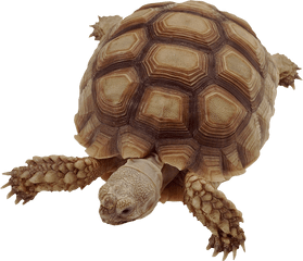 Turtle Png - Much Do Turtles Cost