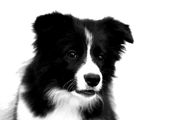 Border Collie Png Photos - Border Collie Puppy Drawing