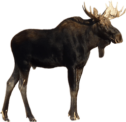 Elk Png Free Download 65 - Moose Png