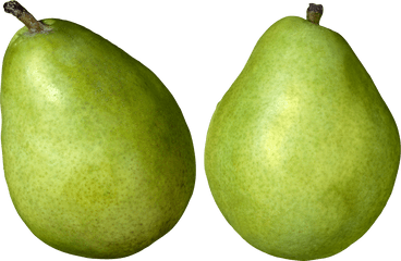 Pear Png Images Free Download - Pears Png