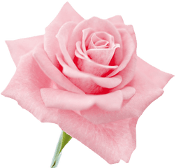 Download Hd Transparent Flowers Clip Art Roses - Light Pink Flower Png