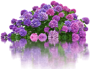 Hydrangeas Flowers Bush Png Flower