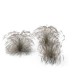 Ornamental Grasses - Sweet Grass Png