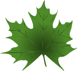 Green Maple Leaf Clip Art - Transparent Background Green Leaf Clipart Png