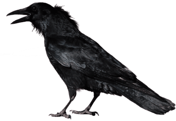 Common Raven Portable Network Graphics - Transparent Background Crow Png