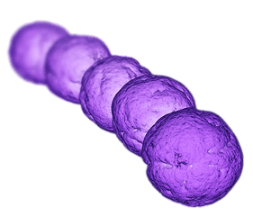 Bacteria Transparent Png Images - Streptococcus Bacteria Png