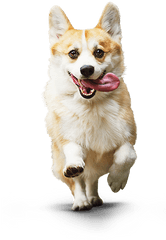 Download Corgi Dog - Transparent Small Dog Png