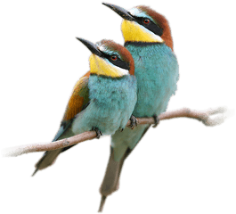 Blue - Beautiful Birds Images Without Background Png