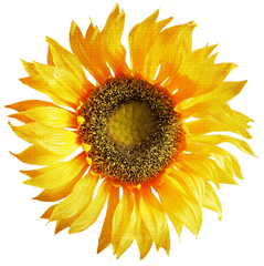 Sunflower Png Image - Sunflower Png Hd