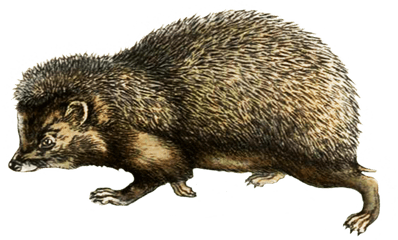 Hedgehog Clipart - Punxsutawney Phil Png