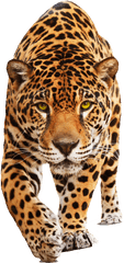 Jaguar Png Hd - Animals Png