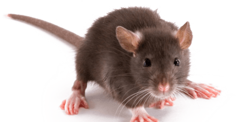 Rat - Many Toes Does A Rat Have - Free PNG