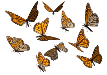 Transparent Background Hq Png Image - Monarch Butterfly Png Transparent