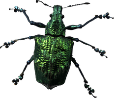 Insect Bug Png Image