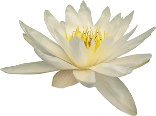 Nelumbo Nucifera Water Lily Flower - White Lotus Flower Transparent Png