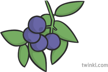 Blueberries Illustration - Twinkl Cartoon Png