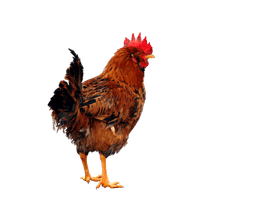 Chicken Png 5