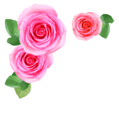 Pink Rose Flowers Png Image Free - Flowers Png Image Download