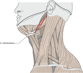 Stylohyoid Muscle - Wikipedia Stylohyoid Muscle Png