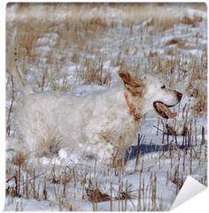 Happy Dog Pet Running Hunting In Snow Tall Grass Wall Mural U2022 Pixers - We Live To Change Dingo Png