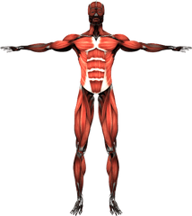 Muscular System Skeletal Muscle Human - Muscular System Transparent Background Png