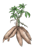 Organic Cassava Download HD - Free PNG