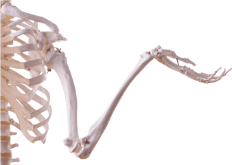 Dinosaur Bones Png - Transparent Skeleton Arm Png