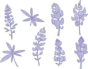 Lavender Icons - Vector Bluebonnet Flower Png