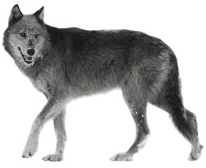 Wolf Png Hd - Grey Wolf Png